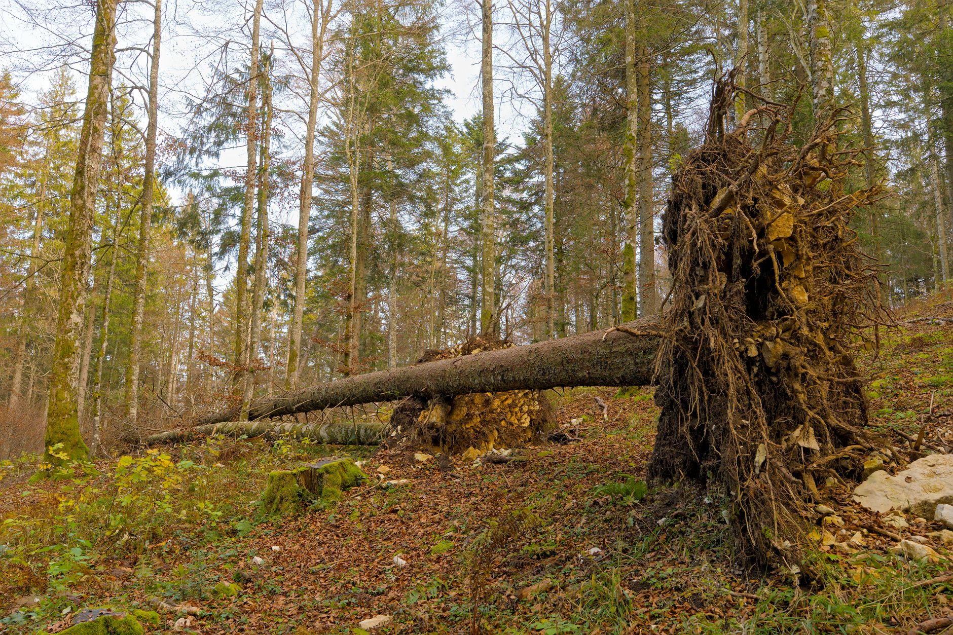 Enlèvement arbre urgence Seine-et-Marne